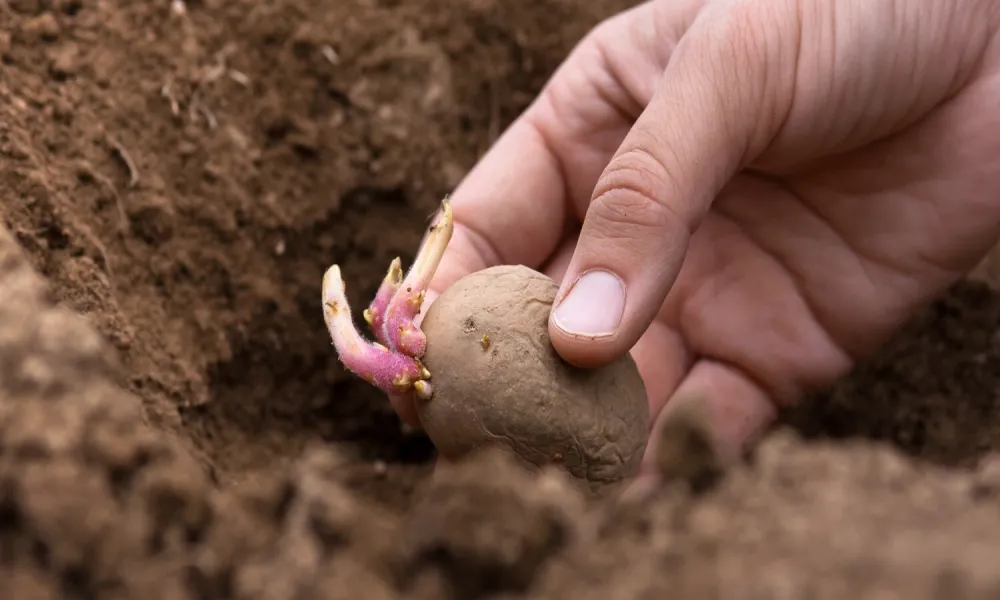 Planter des pommes de terre ? C'est un phénomène que l'on observe chaque année dans les cours d'eau